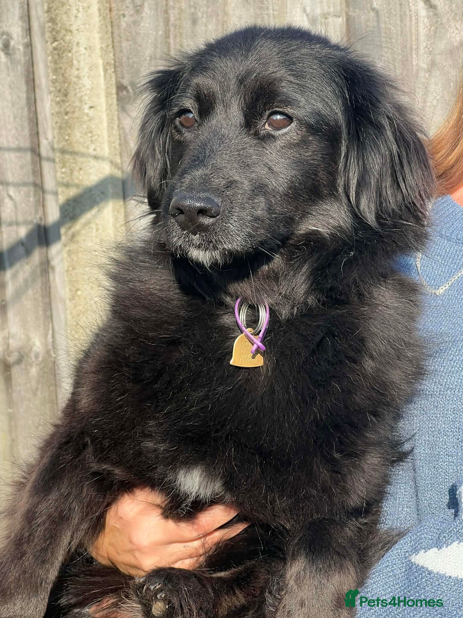 Cocker Spaniel dogs MIKA-sweet girl, well behaved and affectionate ❤️ - Advert 6