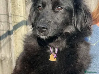 Cocker Spaniel dogs MIKA-sweet girl, well behaved and affectionate ❤️ - Advert 6