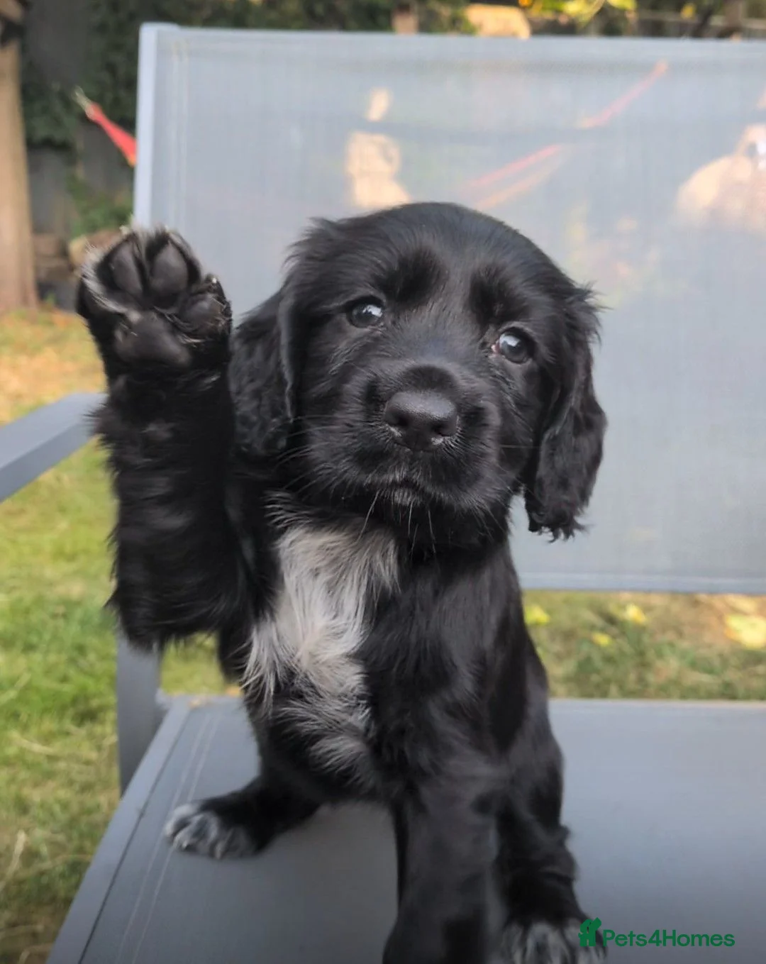 Cocker Spaniel dogs for sale: Gorgeous working cocker pups 1 Girl available  - Advert 1