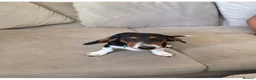 Miniature Dachshund dogs for sale: Pickles - Advert 2