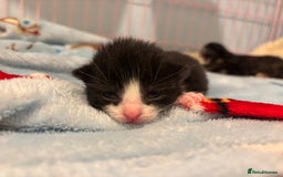 Mixed Breed cats for sale: 5 Gorgeous kittens for reserve - Image 10