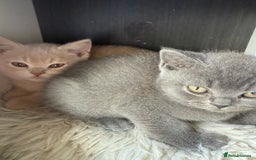 British Shorthair cats for sale: Pedigree BSH Last Female kitten ready to go!! - Image 15