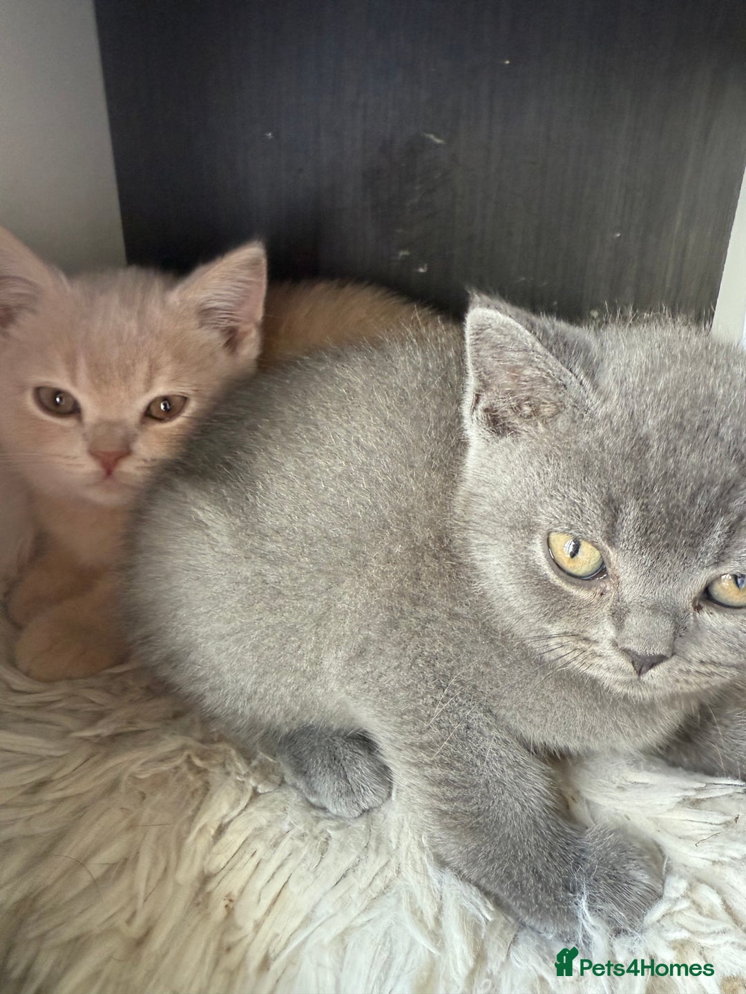 British Shorthair cats for sale: Pedigree BSH Last Female kitten ready to go!! - Image 15