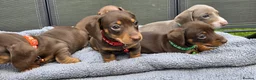 Dachshund dogs for sale: Dacshund Puppies Ready on 27/6!!! - Advert 11
