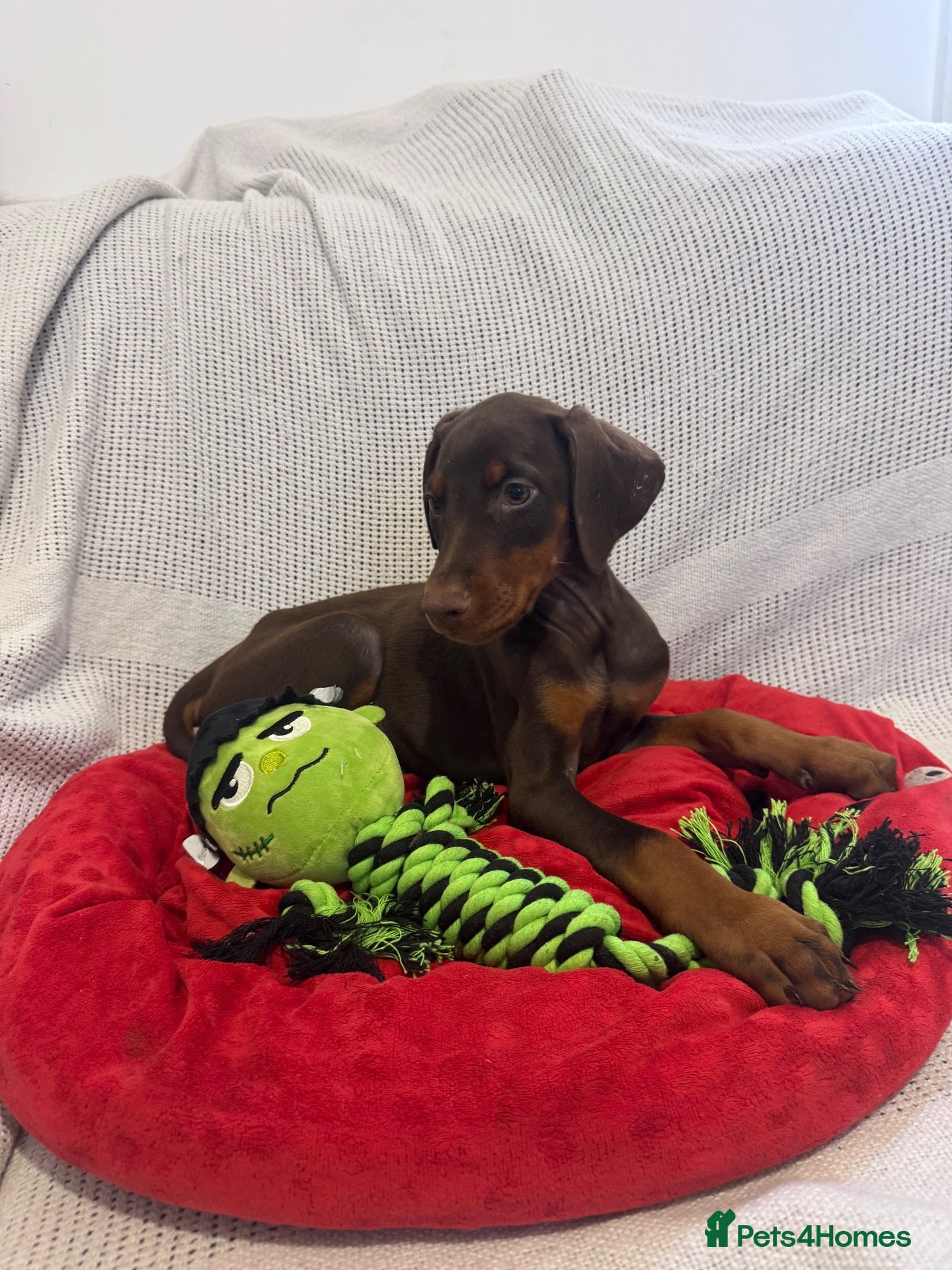 Dobermann dogs Stunning Doberman Pups READY NOW  - Advert 2