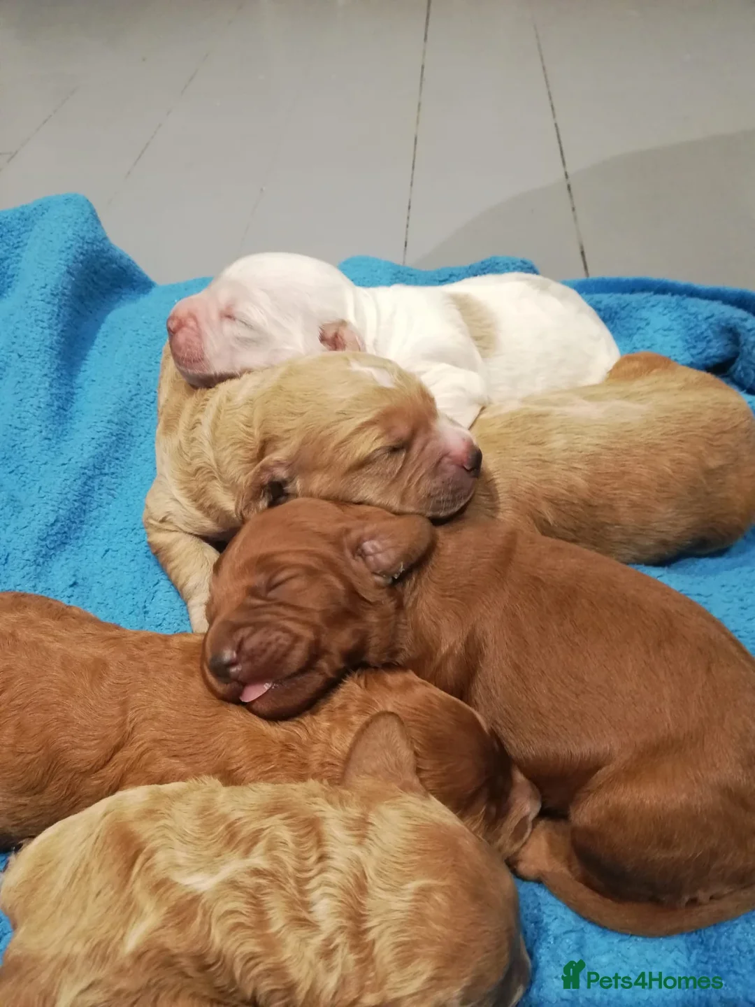 Miniature Poodle dogs for stud: Our Very handsome, charming Red Miniature Poodle  in Warrington - Advert 8