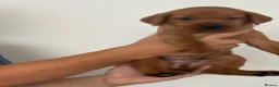 Labrador Retriever dogs for sale: DNA Clear KC Reg Exceptional Working Lines  - Advert 7