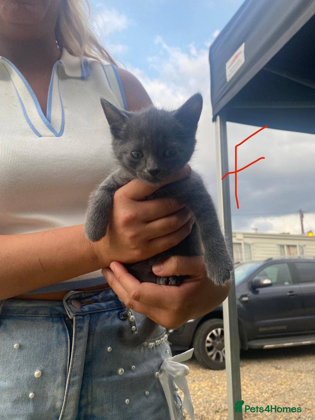 Russian Blue cats for sale: Russian blue kittens  - Image 3