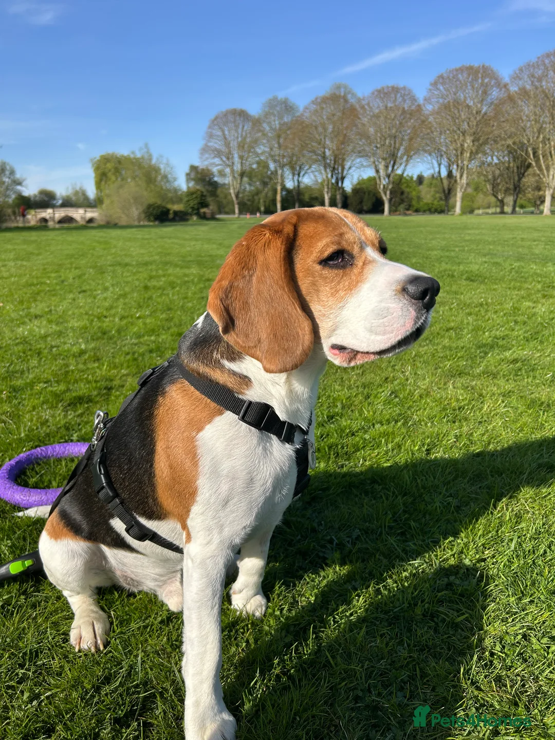 Beagle dogs for stud: Pure beagle for stud  in Warwick - Advert 2