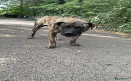 Presa Canario dogs for stud: Working line Presa for stud puppy deals available  - Image 3