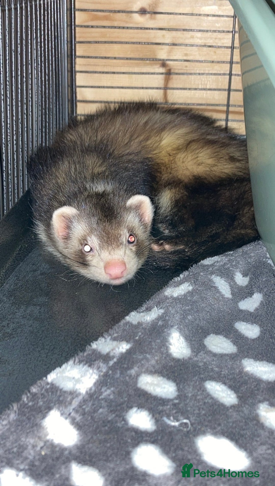 Ferret rodents for sale: bambi and kiko - Advert 3