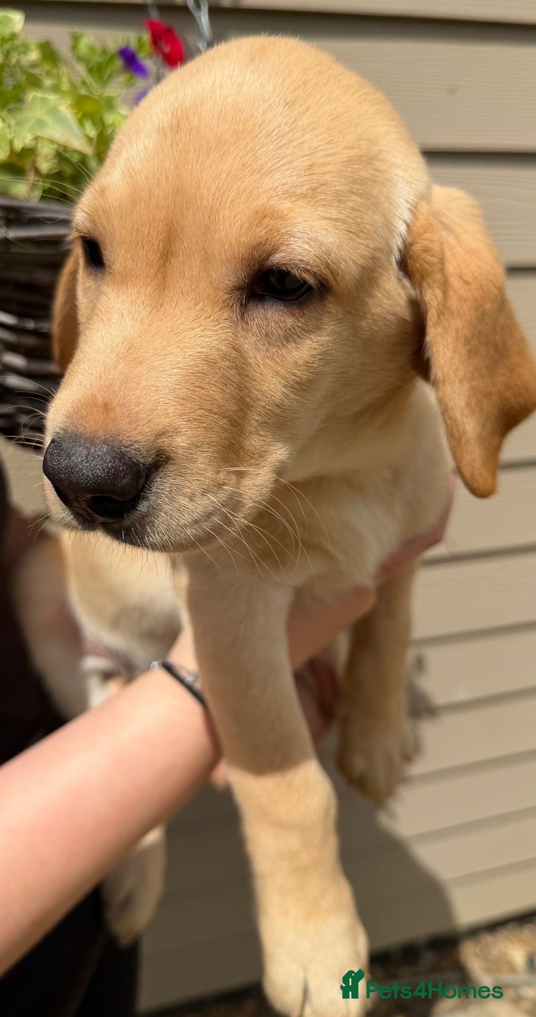 Labrador Retriever dogs KC Reg Labradors from Fully Health tested parents - Advert 2