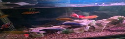 Cichlids fish for sale: African cichlids PLEASE READ DESCRIPTION - Advert 1