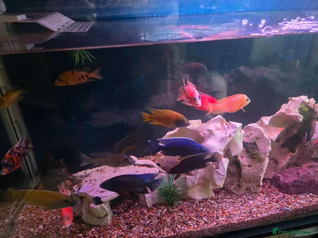 Cichlids fish for sale: African cichlids PLEASE READ DESCRIPTION - Advert 1