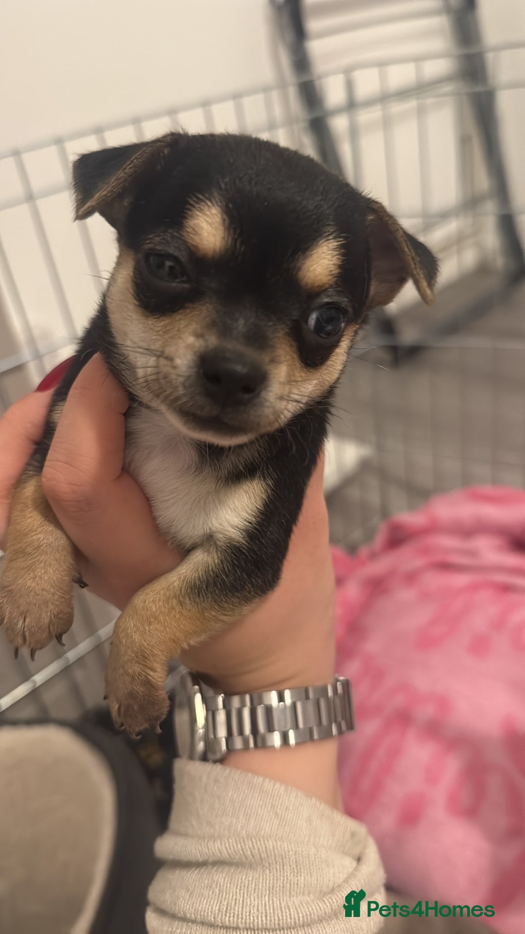 Mixed Breed dogs for sale: Puppies for sale - Advert 1