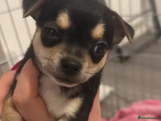 Mixed Breed dogs Puppies for sale - Advert 9