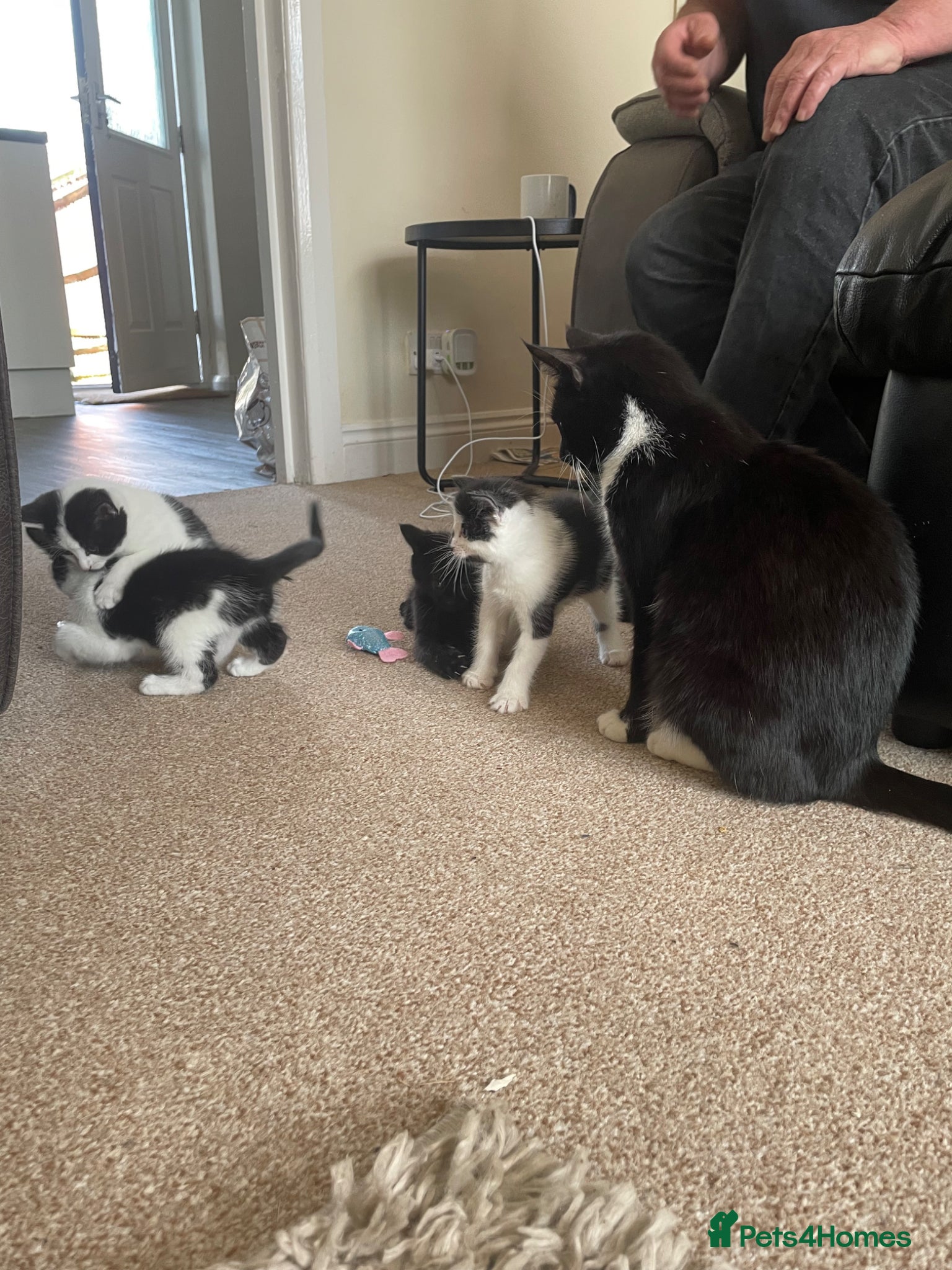 Mixed Breed cats 2 wonderful little male kittens - Advert 2