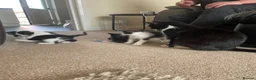 Mixed Breed cats for sale: 2 wonderful little male kittens - Advert 1