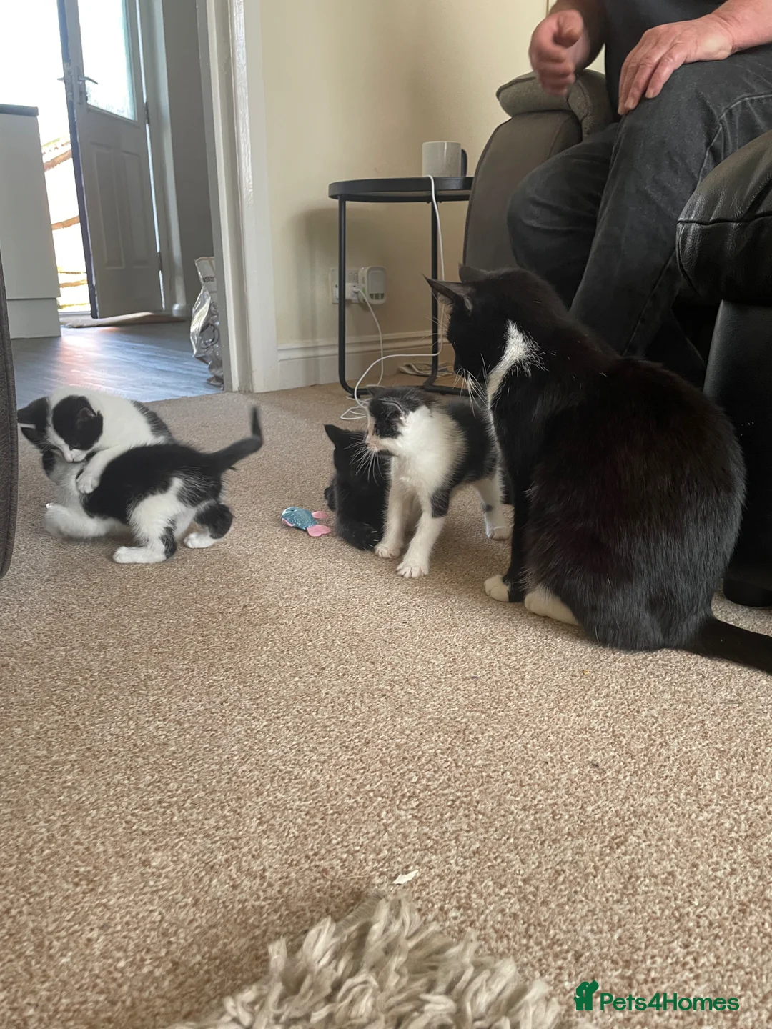 Mixed Breed cats for sale: 2 wonderful little male kittens - Advert 1