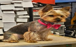 Yorkshire Terrier dogs for sale: Yorkshire terrier My Dog Luna have 4 puppies  - Image 12