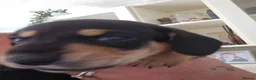 Dachshund dogs for sale: Beautiful KC Registered Dachshund puppies  - Advert 4