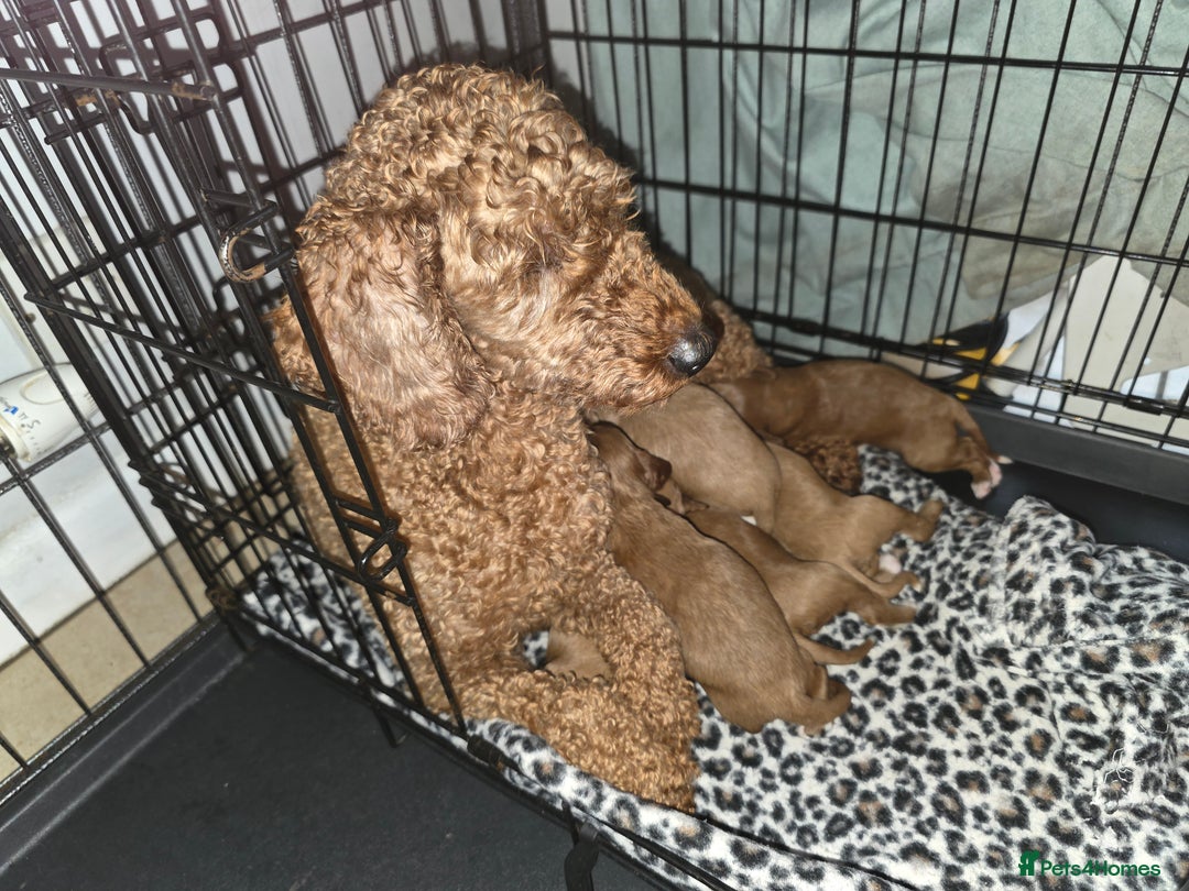 Cavapoo dogs for sale: F1 cavapoos  - Advert 1