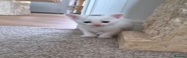 Ragdoll 6