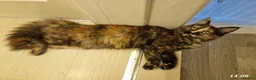 Maine Coon cats for sale: 3 maine coon kittens ready in Bury - Advert 5