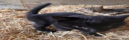 Mixed Breed cats for sale: Fun Black Female Kitten - Advert 5