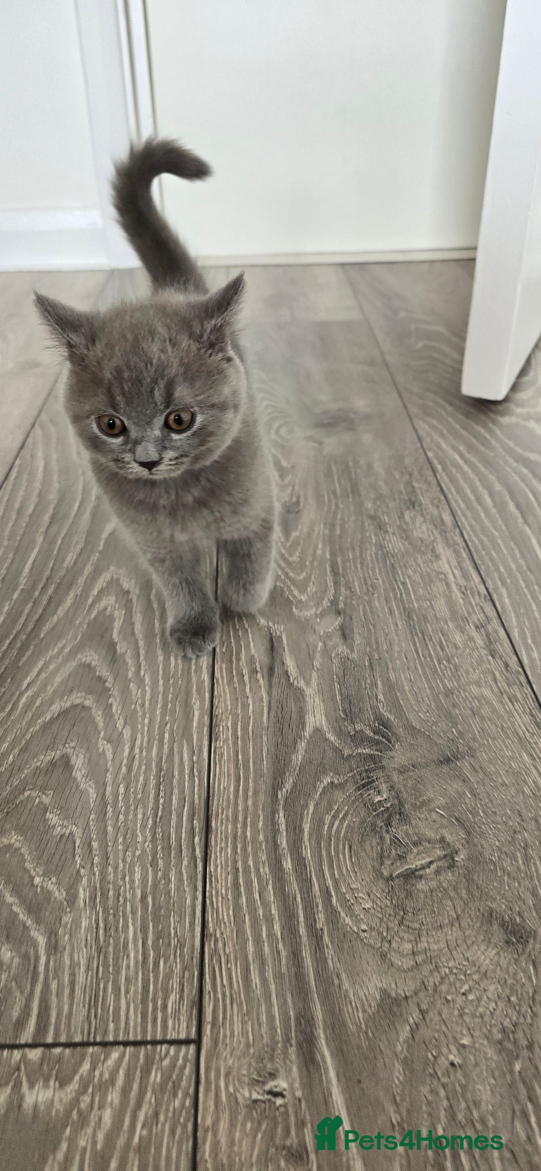 British Shorthair cats for sale: British Blue Shorthair - Image 11