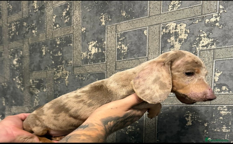 Miniature Dachshund dogs - Advert 7