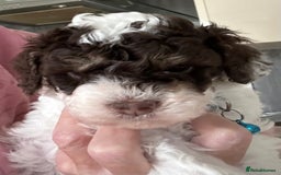 Toy Poodle dogs for sale: Toy poodle boy chocolate and white  - Advert 10