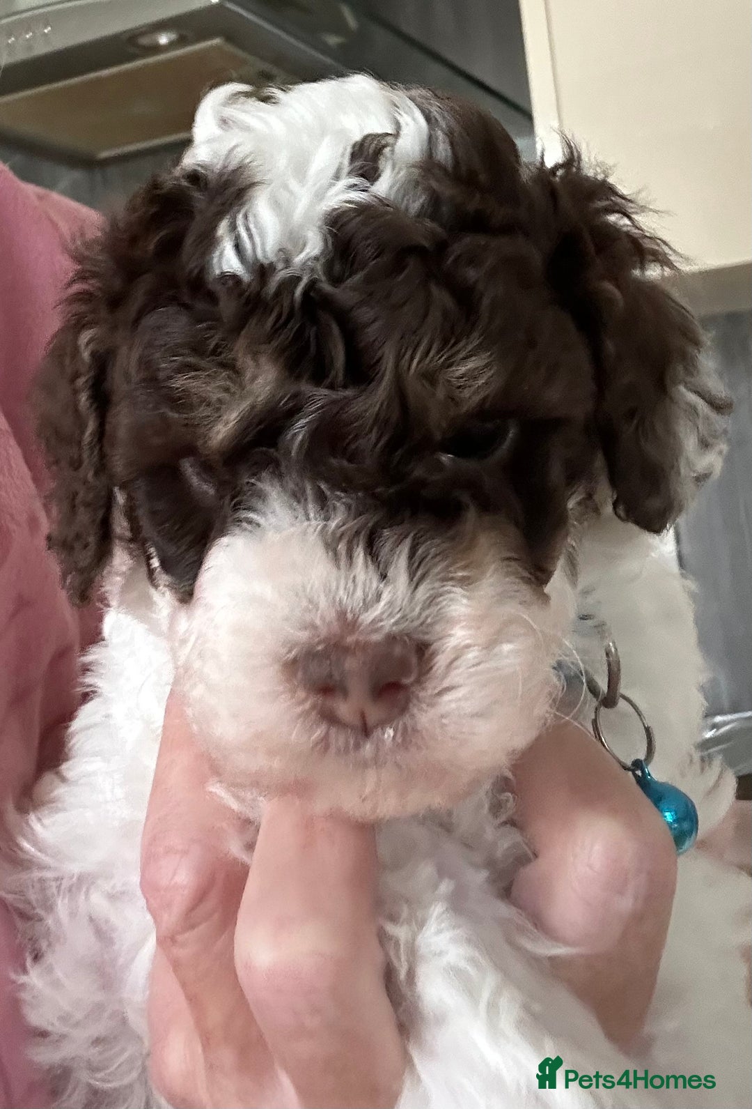 Toy Poodle dogs for sale: Toy poodle boy chocolate and white  - Advert 10