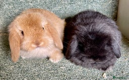 Mini Lop rabbits for sale: Mini lop beautiful babies - Advert 1