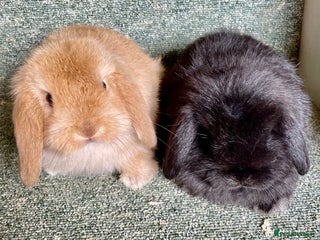 Mini Lop rabbits for sale: Mini lop beautiful babies - Advert 1