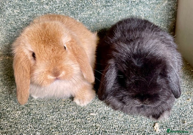 Mini Lop rabbits Mini lop beautiful babies - Advert 1