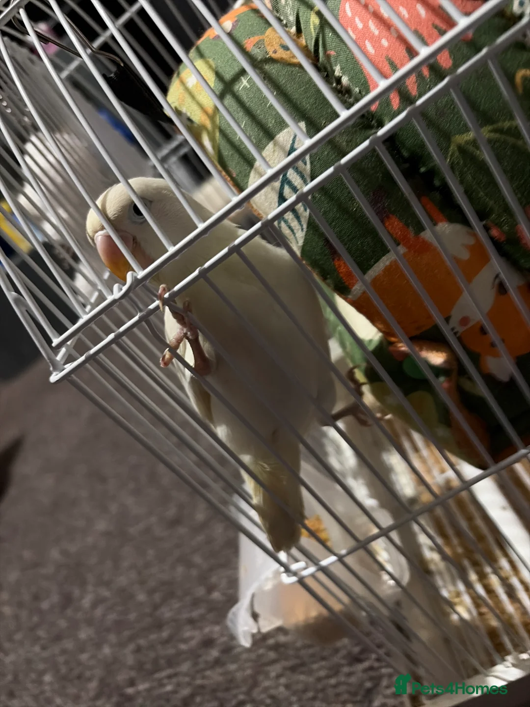 Lovebirds birds for sale: Tamed lovebird  in London - Advert 1