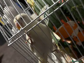 Lovebirds birds Tamed lovebird - Advert 1