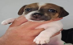 Jack Russell dogs for sale: Stunning Jack Russell ( smooth coat ) - Image 15