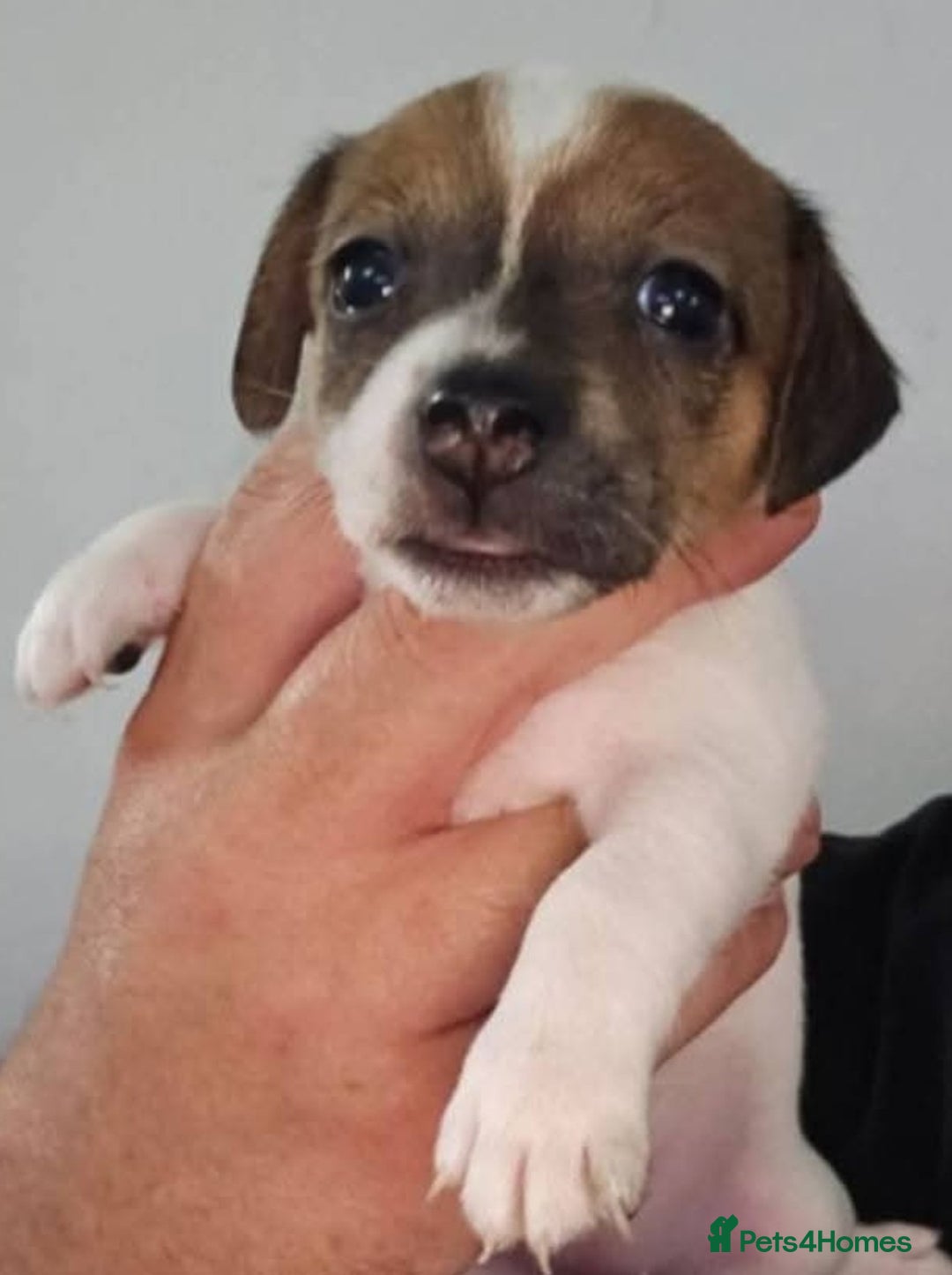 Jack Russell dogs for sale: Stunning Jack Russell ( smooth coat ) - Image 15
