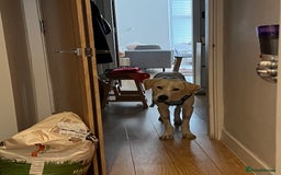 Labrador Retriever dogs for sale: Labrador Looking for His Forever Home - Image 4