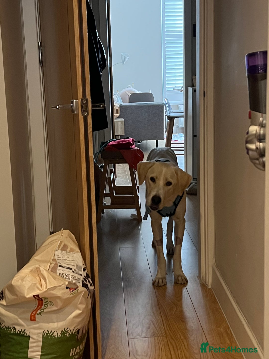 Labrador Retriever dogs for sale: Labrador Looking for His Forever Home - Image 4