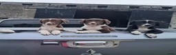 Sprollie dogs for sale: Sprollie pups - Advert 2