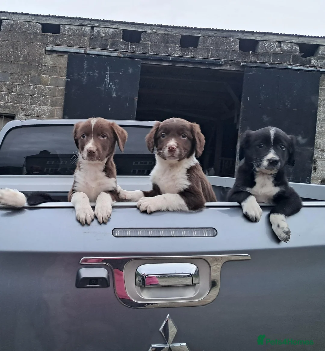 Sprollie dogs for sale: Sprollie pups - Advert 2