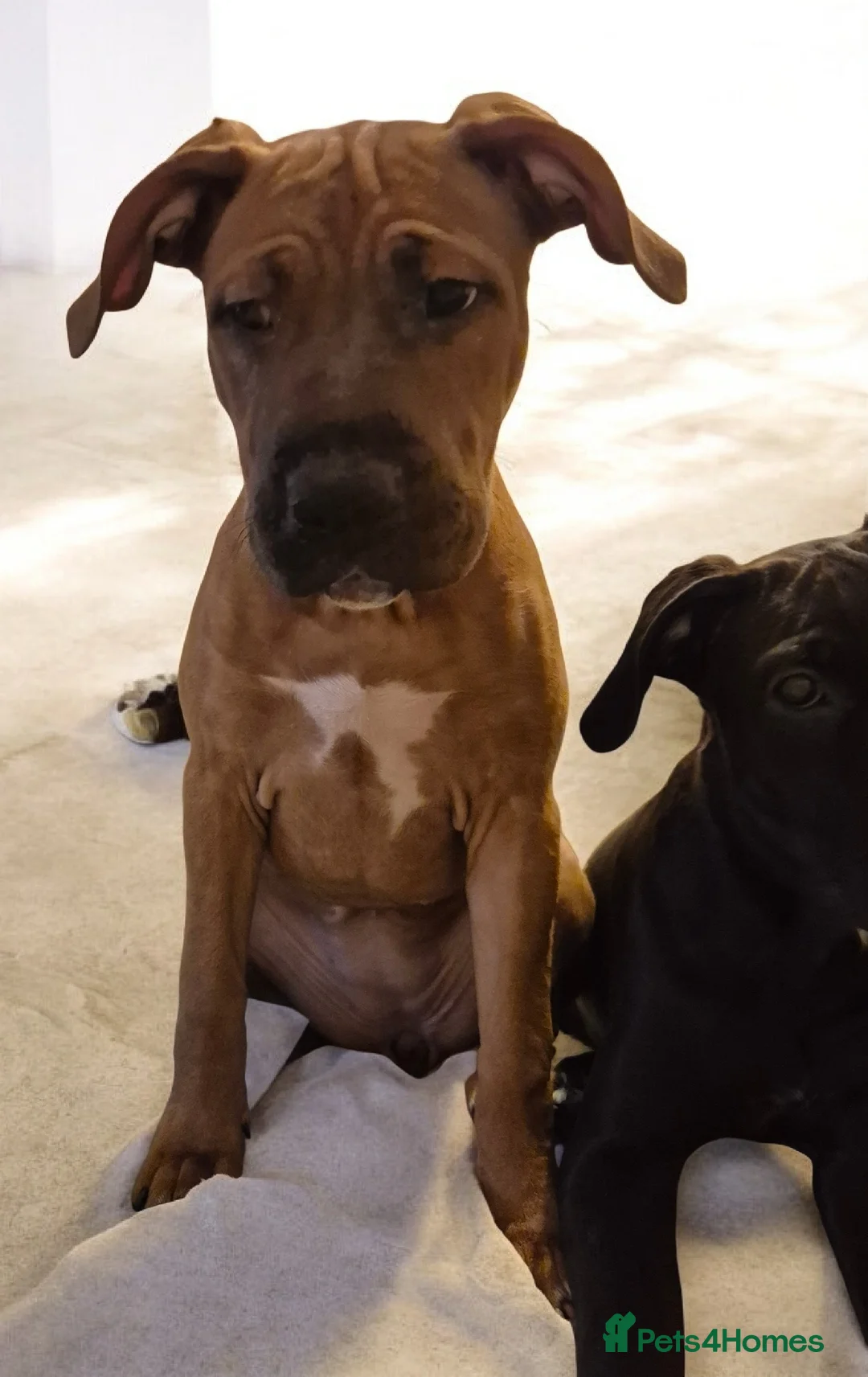 Mixed Breed dogs for sale: Bullmastiff Cross Puppies  - Advert 17