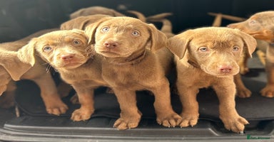 Labrador Retriever dogs - Advert 2