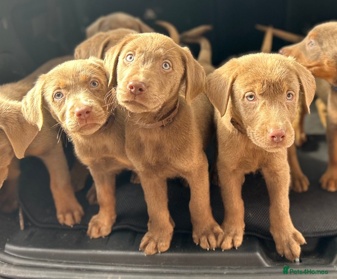 Labrador Retriever dogs for sale:  KC registered Silver and silver and tan labs  - Image 3