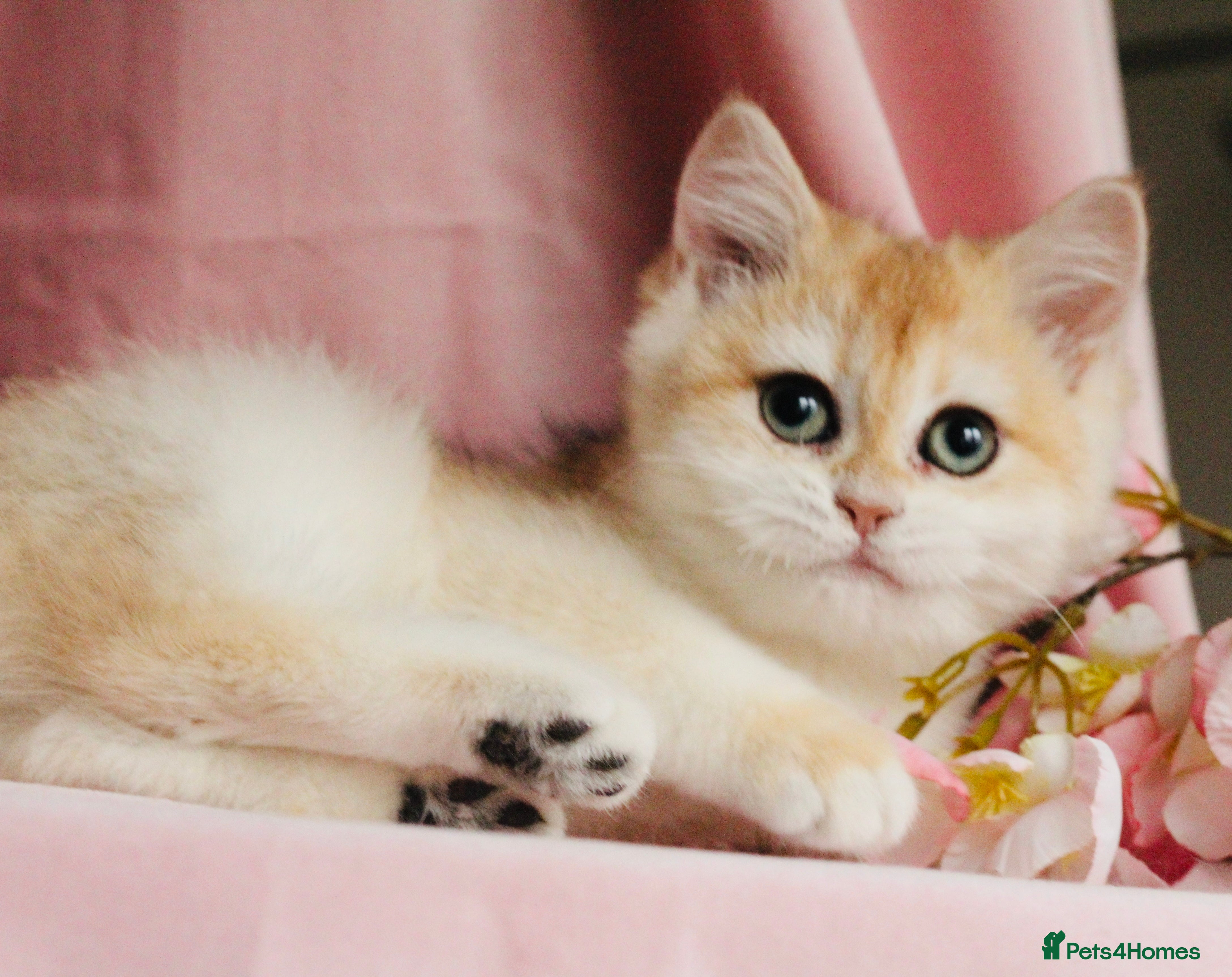 British Shorthair cats for sale: Champions lines Golden Chinchilla ny12 boys - Advert 1