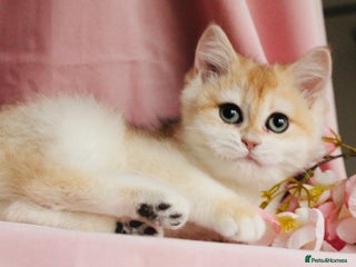 British Shorthair cats for sale: Champions lines Golden Chinchilla ny12 boys - Advert 1