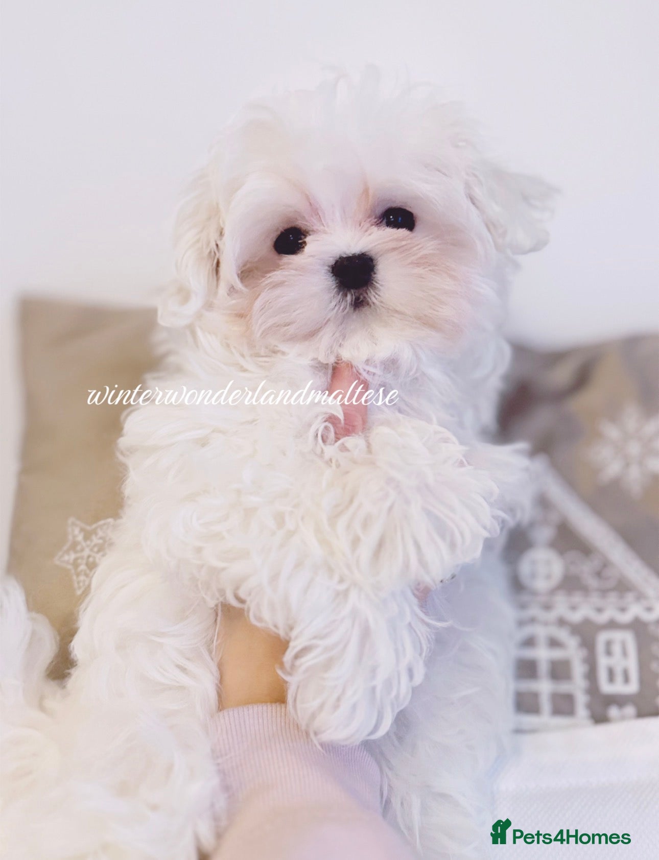 Maltese dogs ✨stunning full Korean maltese girl 🧬 tested✨ - Advert 1